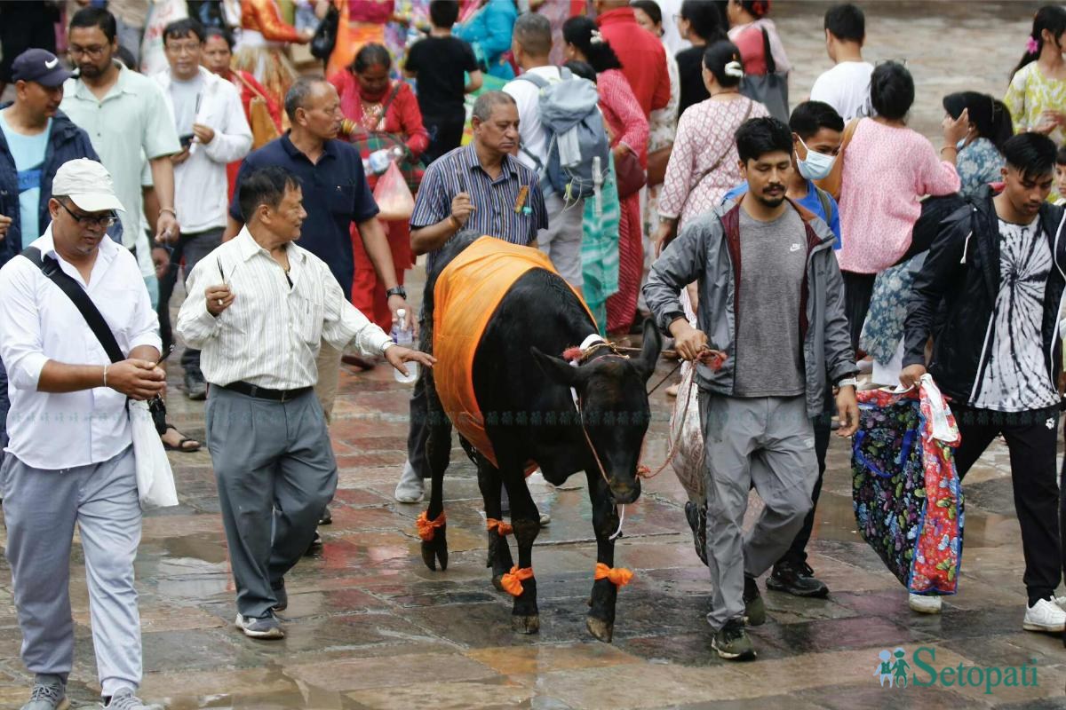Gaijatra-18.jpeg