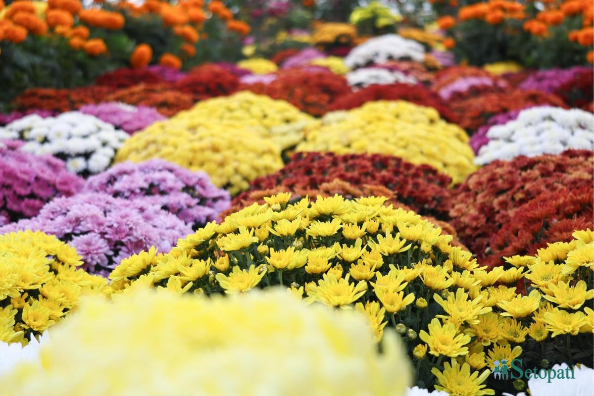 Godavari-Flower-Expo-10.jpeg