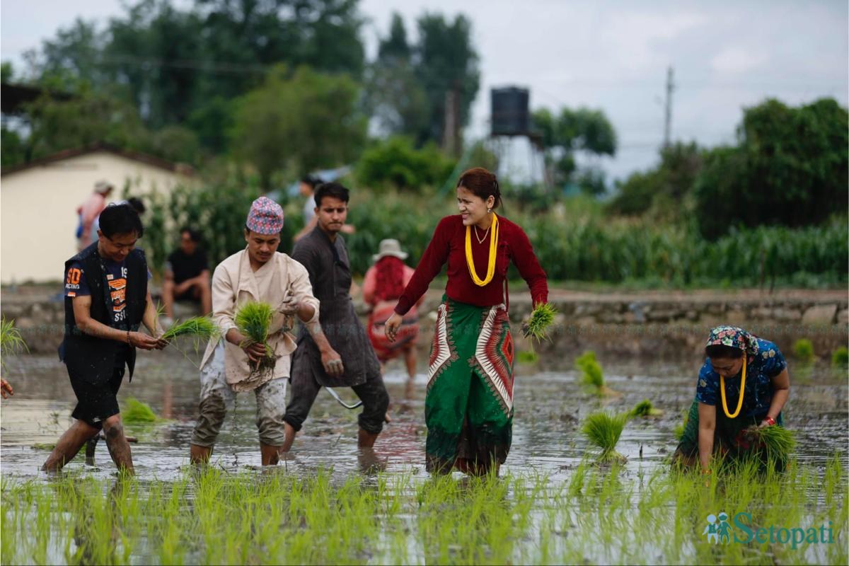 Khumaltar-Paddy-Day-17.jpeg