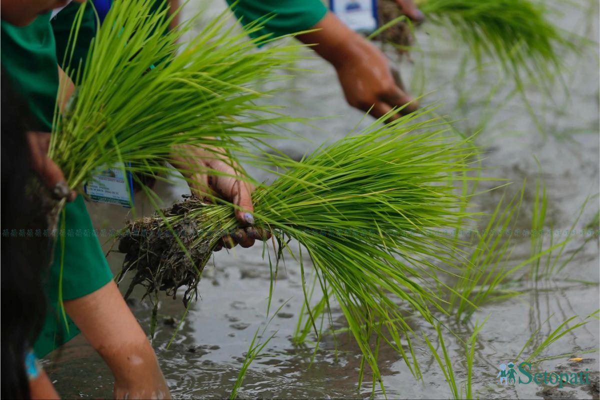 Khumaltar-Paddy-Day-19.jpeg