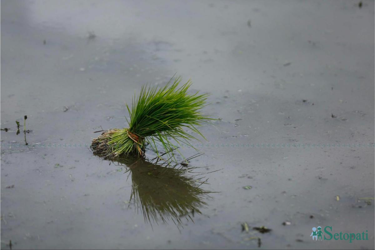Khumaltar-Paddy-Day-20.jpeg