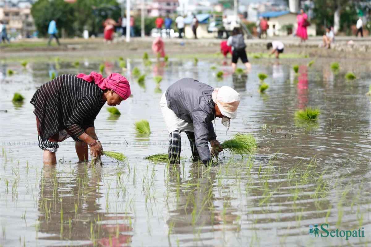 Khumaltar-Paddy-Day-23.jpeg