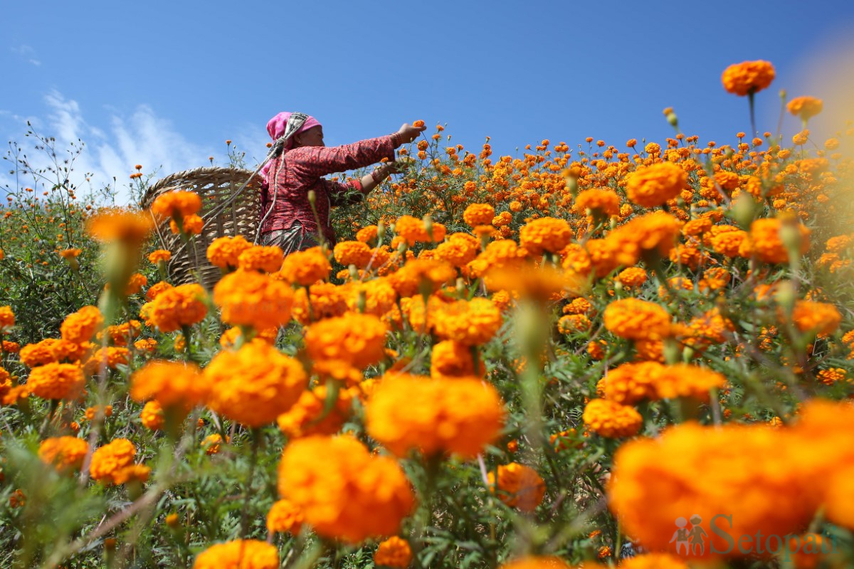 Marigold-Flowers-Tihar-01.jpg