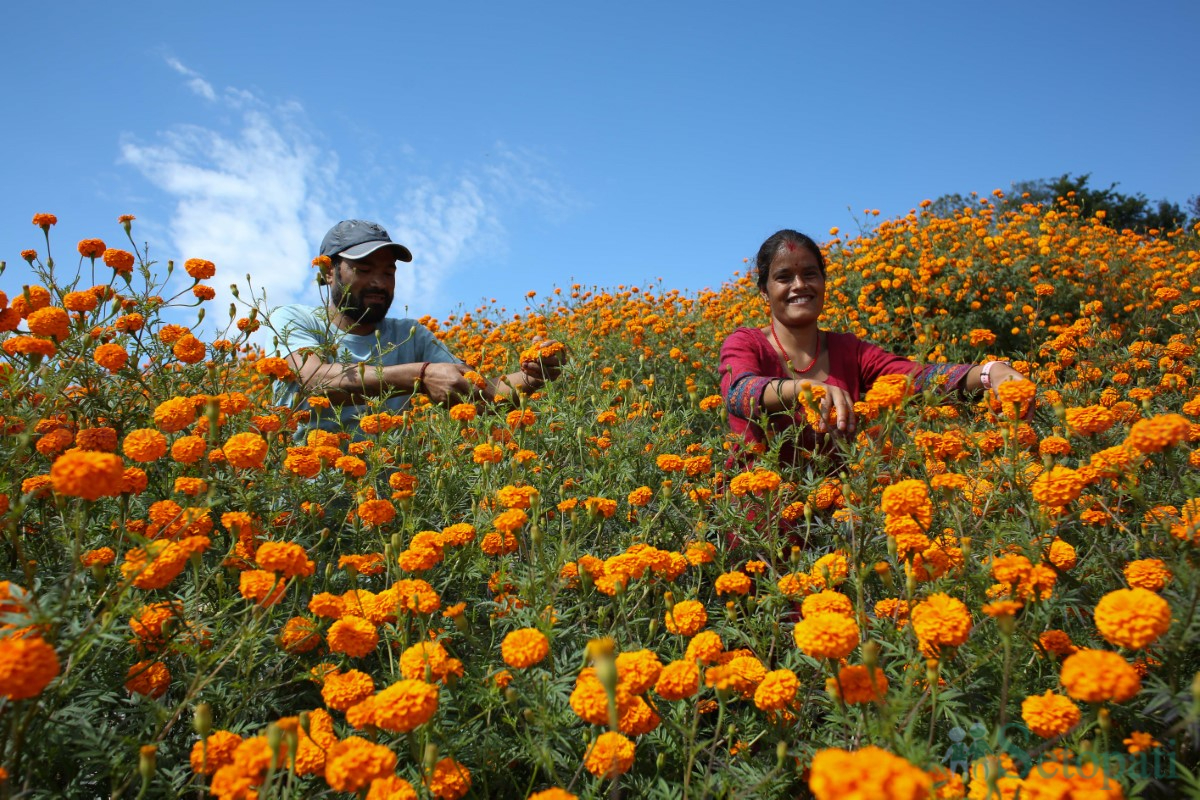 Marigold-Flowers-Tihar-02.jpg