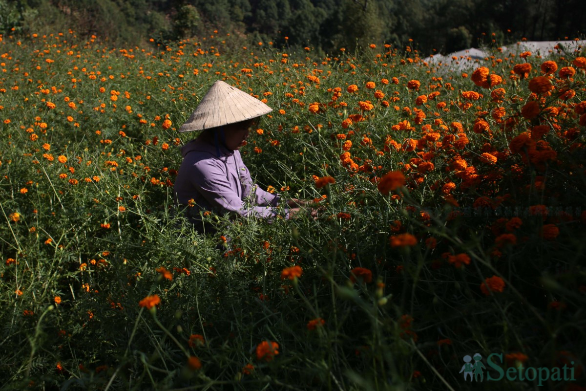 Marigold-Flowers-Tihar-03.jpg