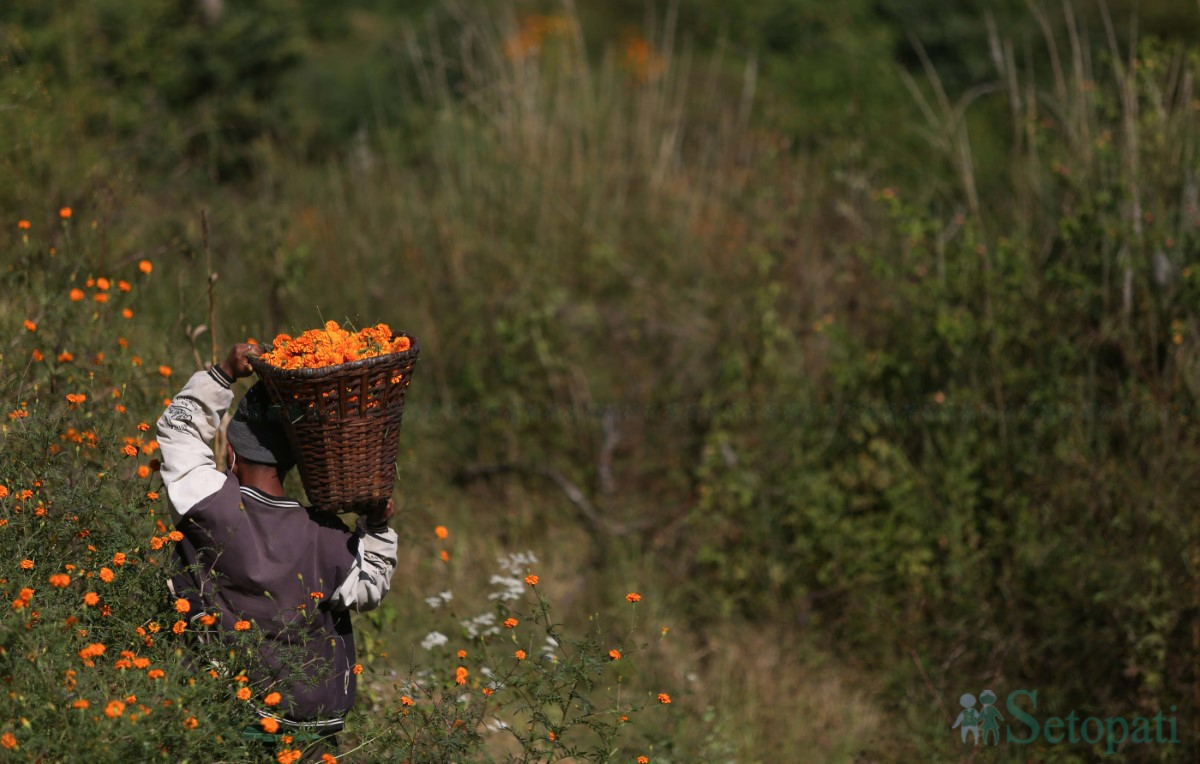 Marigold-Flowers-Tihar-04.jpg