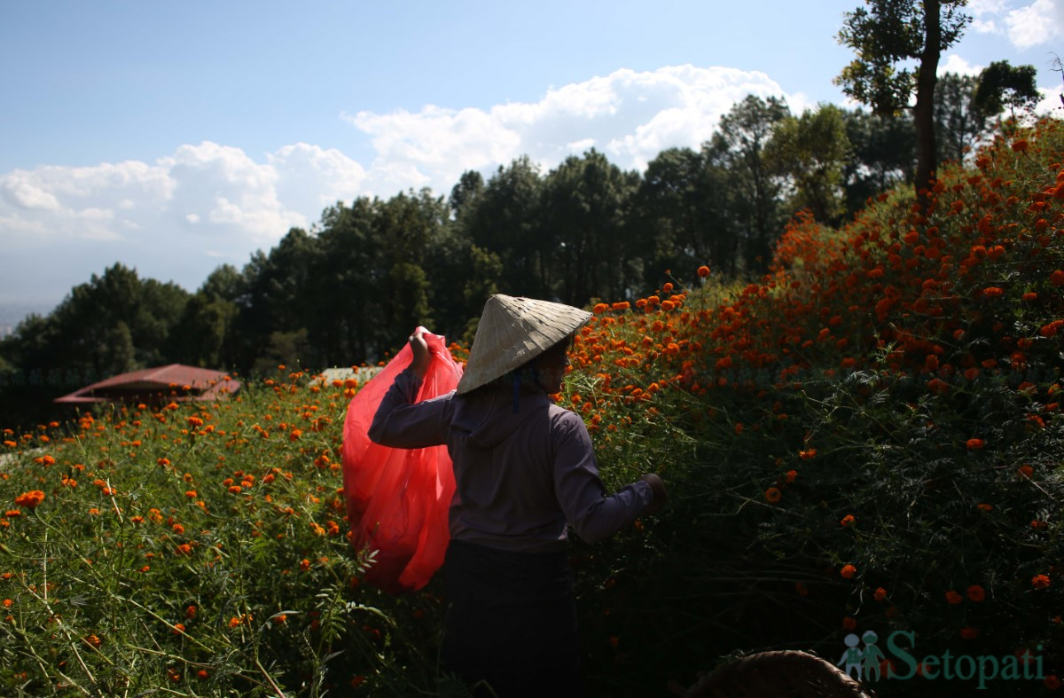 Marigold-Flowers-Tihar-05.jpg