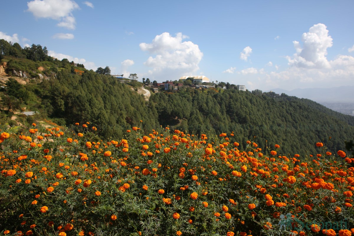 Marigold-Flowers-Tihar-06.jpg