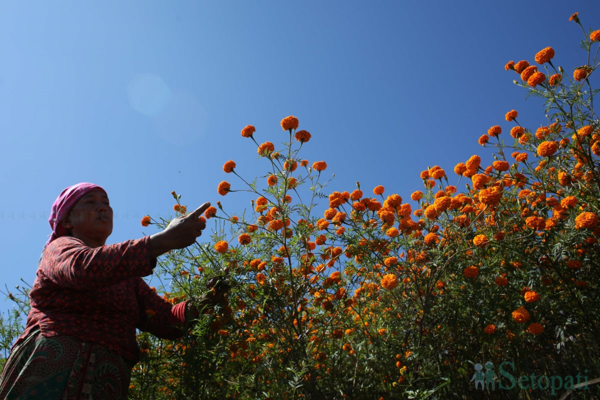 Marigold-Flowers-Tihar-07.jpg