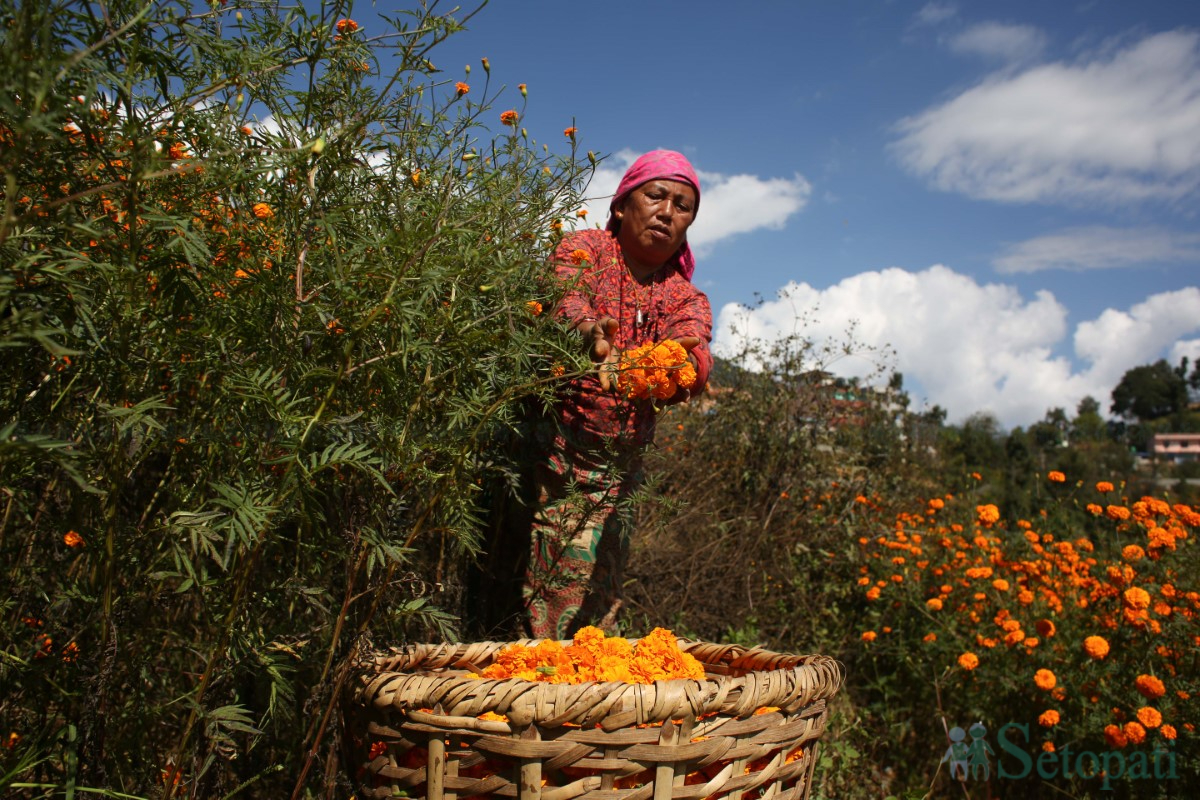 Marigold-Flowers-Tihar-08.jpg