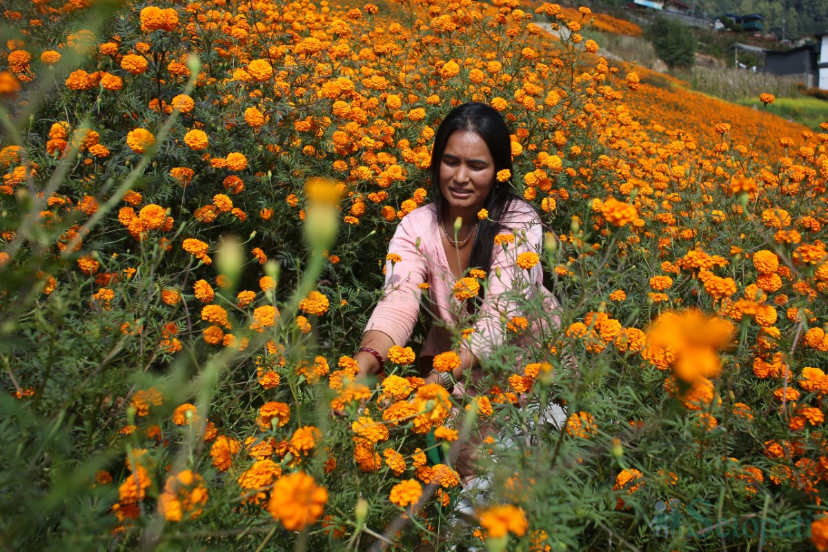 Marigold-Flowers-Tihar-09.jpg