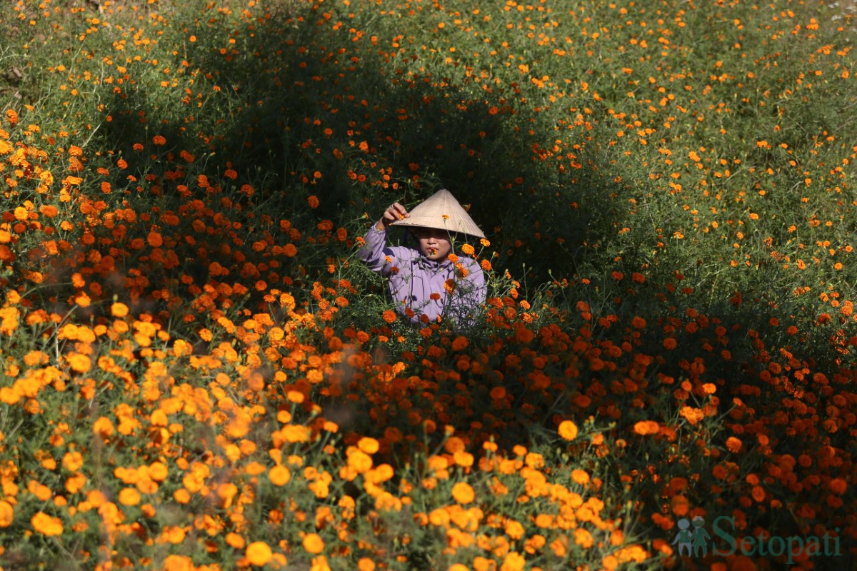 Marigold-Flowers-Tihar-10.jpg