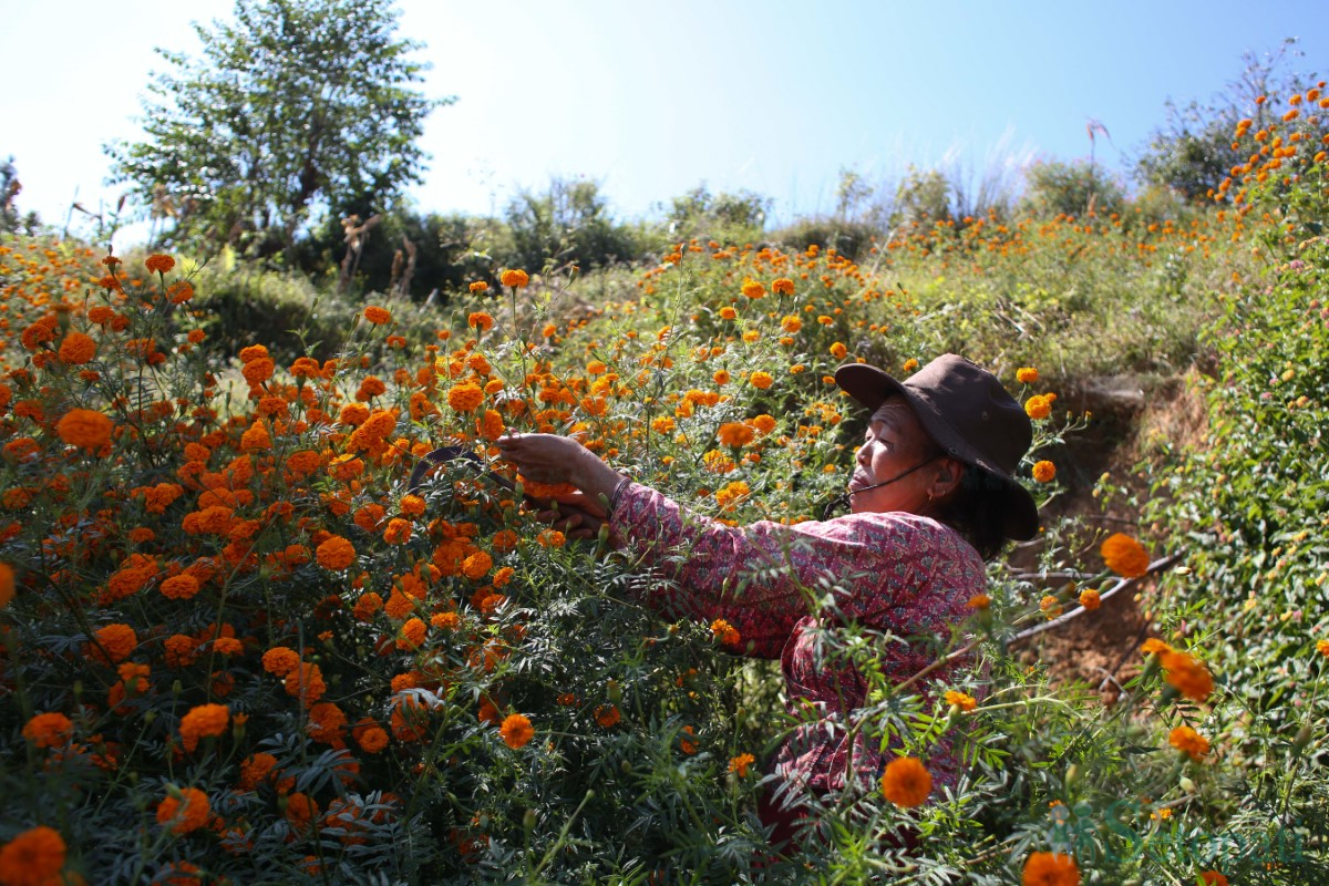 Marigold-Flowers-Tihar-11.jpg