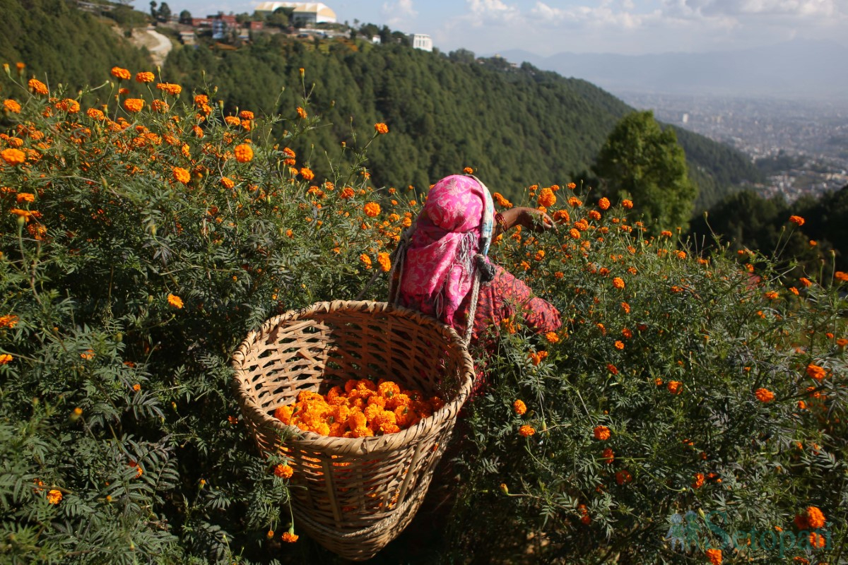 Marigold-Flowers-Tihar-12.jpg