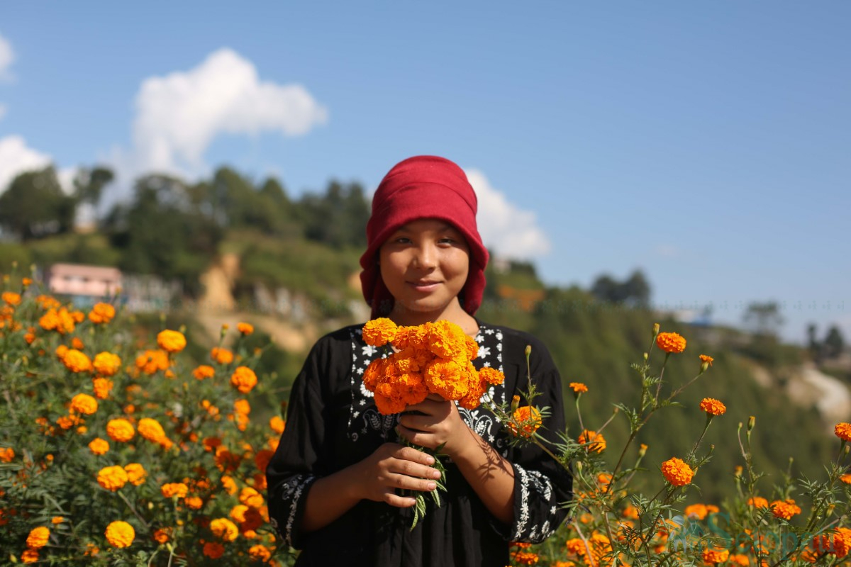 Marigold-Flowers-Tihar-13.jpg