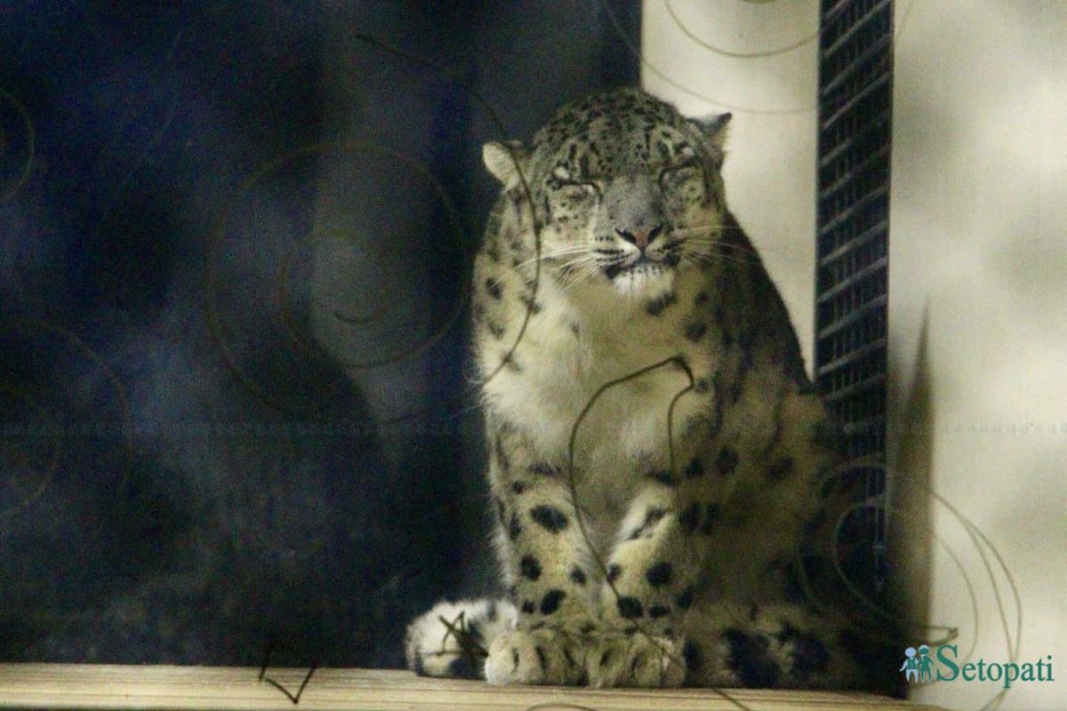 Snow-Leopard-Zoo-01.jpeg