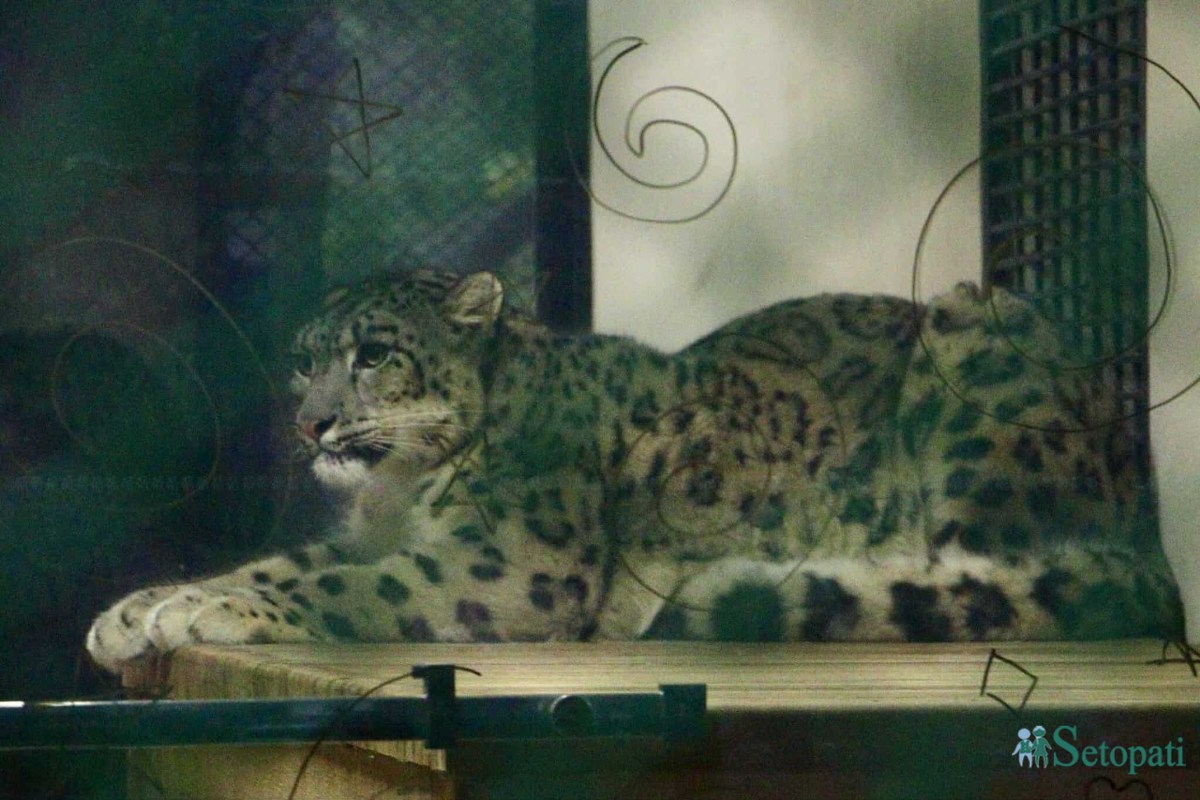 Snow-Leopard-Zoo-03.jpeg