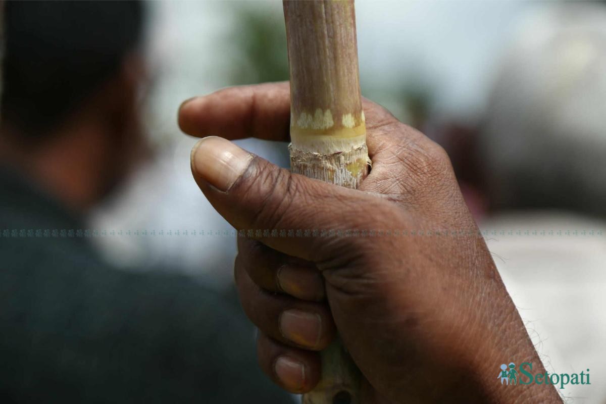 Sugarcane-Farmers-Protest-04.jpeg