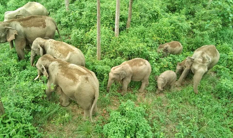 Human-elephant conflict around Bardia National Park