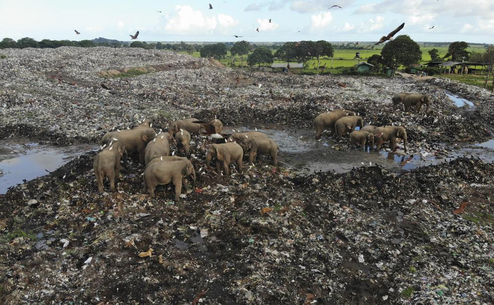 Wild elephants scavenge for food at an open landfill in Pallakkadu village in Ampara district, about 210 kilometers (130 miles) east of the capital Colombo, Sri Lanka, Thursday, Jan. 6, 2022.
