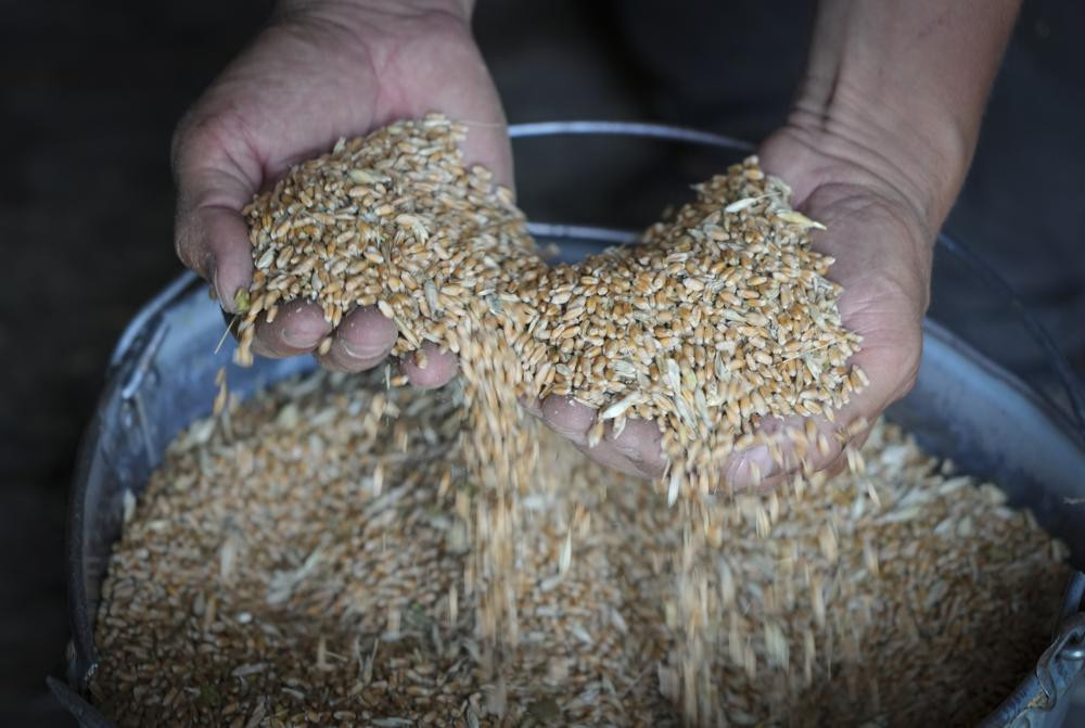 FILE - Farmer Serhiy shows his grains in his barn in the village of Ptyche in eastern Donetsk region, Ukraine, Sunday, June 12, 2022. AP/RSS Photo