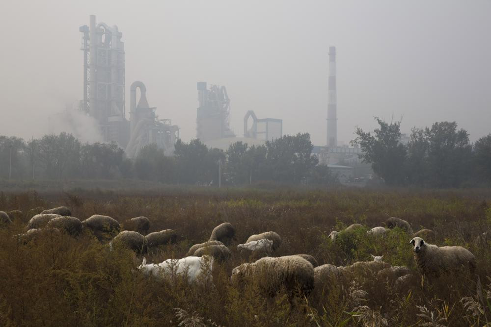 FILE - Sheep graze on a grass land near a cement plant on the outskirts of Beijing, China, Oct. 17, 2015. AP/RSS Photo