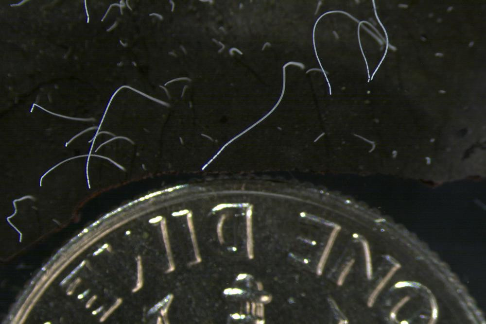 This microscope photo provided by the Lawrence Berkeley National Laboratory in June 2022 shows thin strands of Thiomargarita magnifica bacteria cells next to a U.S. dime coin. AP/RSS Photo