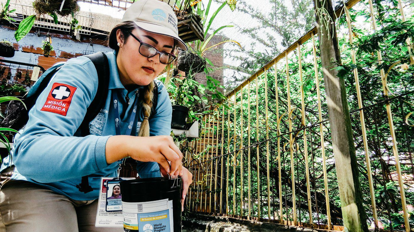 The team at World Mosquito Program breeds the Wolbachia-carrying mosquitoes and releases them to areas affected by mosquito-borne diseases. (World Mosquito Program)