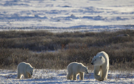 This November 2015 photo provided by Polar Bears International shows polar bears in Churchill, Manitoba, Canada.