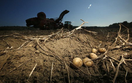 Potatoes await harvesting at Green Thumb Farms, Sept. 27, 2017, in Fryeburg, Maine.