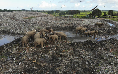 Wild elephants scavenge for food at an open landfill in Pallakkadu village in Ampara district, about 210 kilometers (130 miles) east of the capital Colombo, Sri Lanka, Thursday, Jan. 6, 2022.