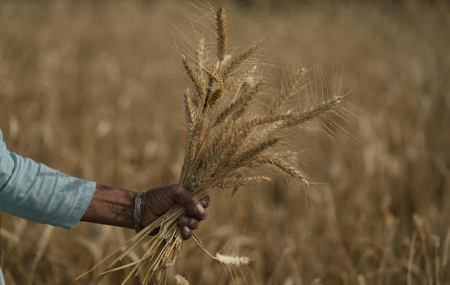 A woman harvests wheat on the outskirts of Jammu, India, Thursday, April 28, 2022.