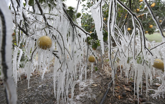 In this Feb. 15, 2021, file photo, icicles form on a citrus tree from a sprinkler system used to protect the trees from the freezing temperatures in Edinburg, Texas.