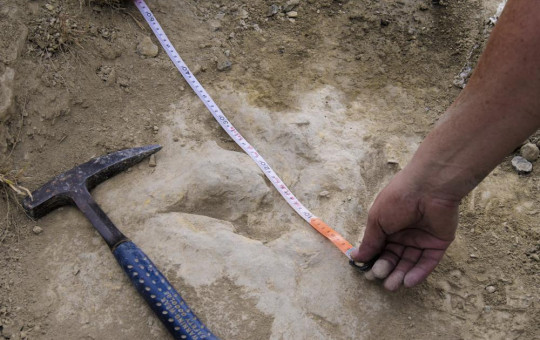 In this October 2020 photo provided by Alberto Labrador, a researcher measures a 120 million year-old fossilized dinosaur footprint the in the La Rioja region in northern Spain, while doing research about dinosaur running speeds.