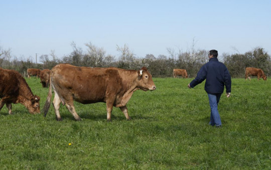 Farmer Philippe Dutertre walks to toward his cows in a meadow in Chemire-Le-Gaudin, western France, Friday, March 18, 2022.