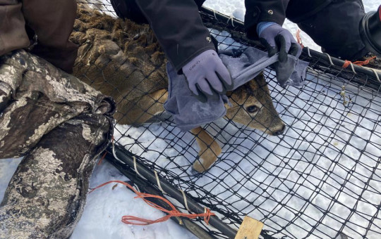 A wildlife team covers a young buck's head with a cloth to help calm it before testing the deer for the coronavirus and taking other biological samples in Grand Portage, Minn. on Wednesday, March 2, 2022.