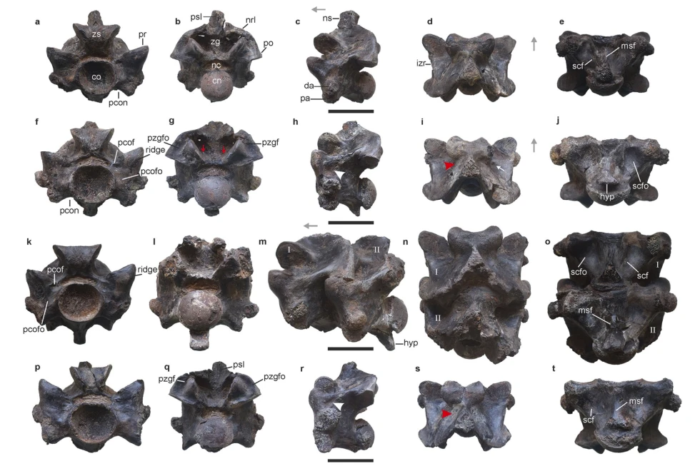 This image provided by researchers in April 2024 shows views of some of the vertebrae of Vasuki indicus, a newly discovered extinct snake from about 47 million years ago, estimated to reach nearly 50 feet (15 meters) long. The scale bar at the center of each row showing rotated views of an individual vertebra indicates 5 centimeters (almost 2 inches). AP/RSS Photo