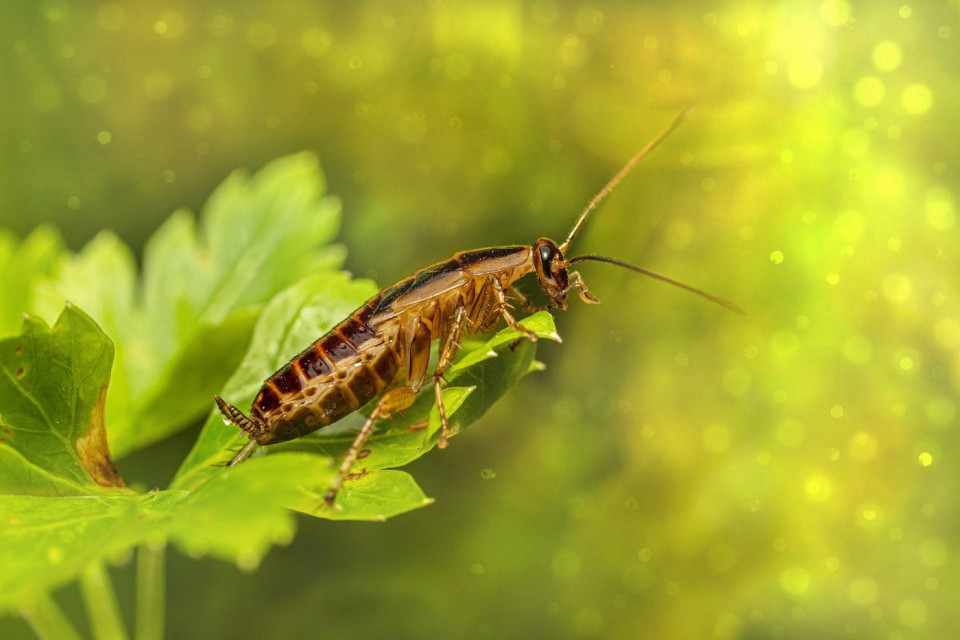 Humans, like cockroaches and many other animal species, have nutrient-specific appetites. Pixabay: Erik_Karits