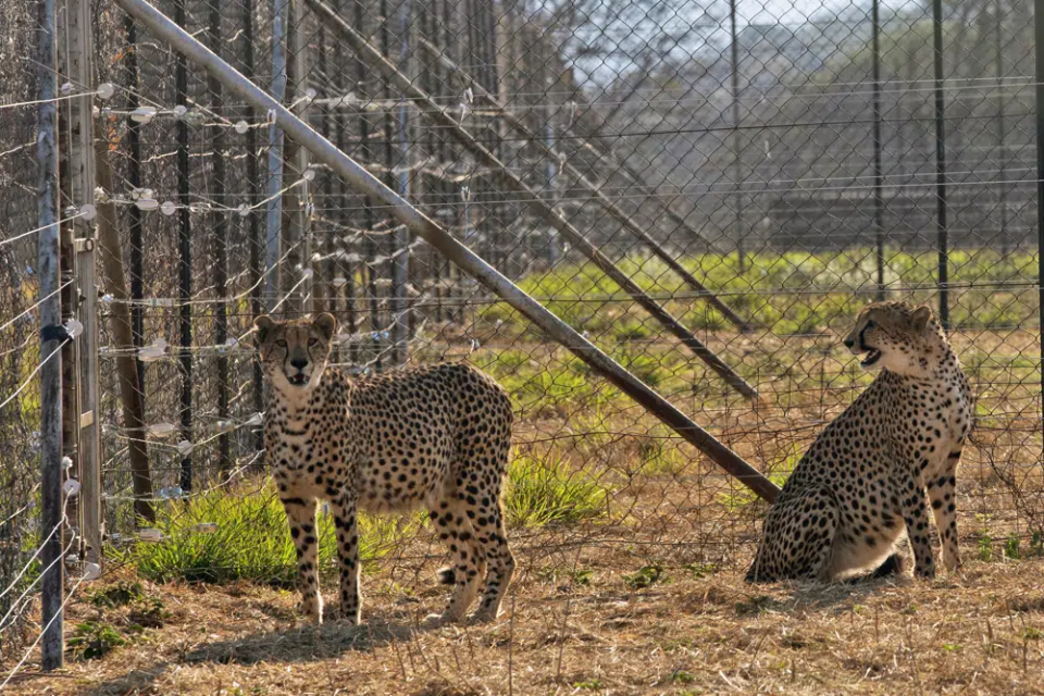 FILE- Two cheetahs are seen inside a quarantine section before being relocated to India at a reserve near Bella Bella, South Africa, Sunday, Sept. 4, 2022. AP/RSS Photo