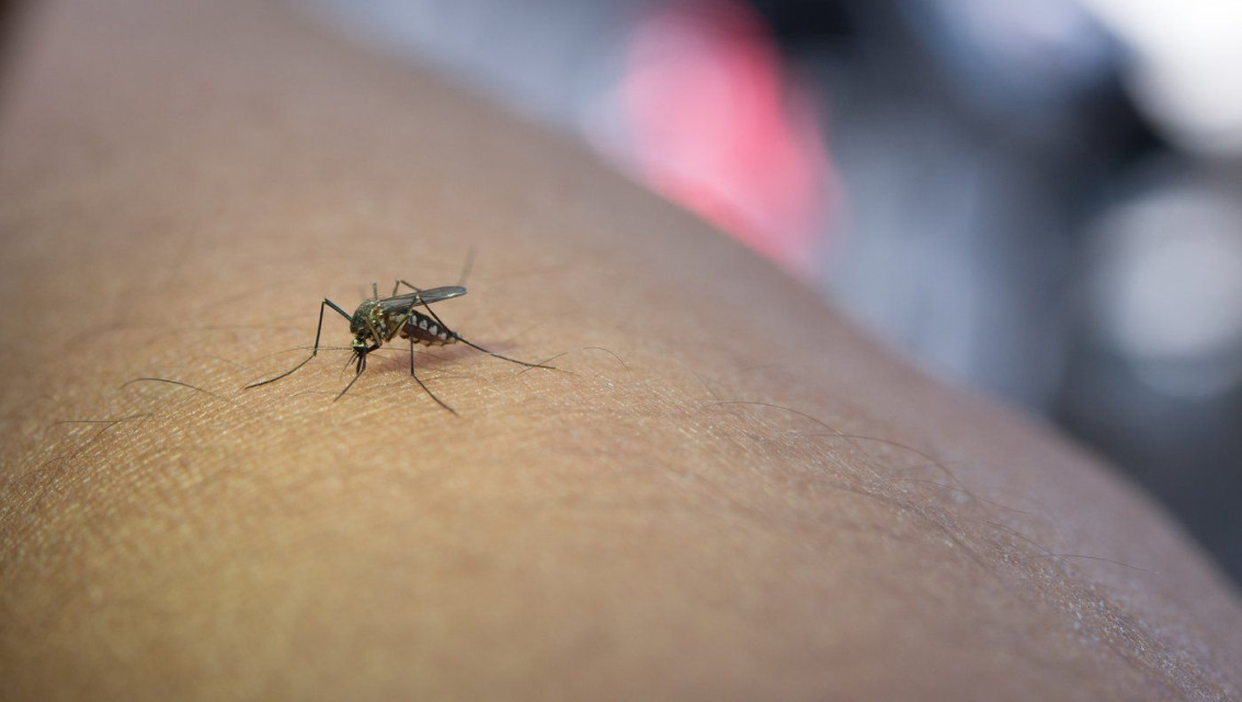 Bacteria-based solutions such as Wolbachia could prevent mosquitos expansion due to climate change. Bacteria-based solutions such as Wolbachia could prevent mosquitos expansion due to climate change.