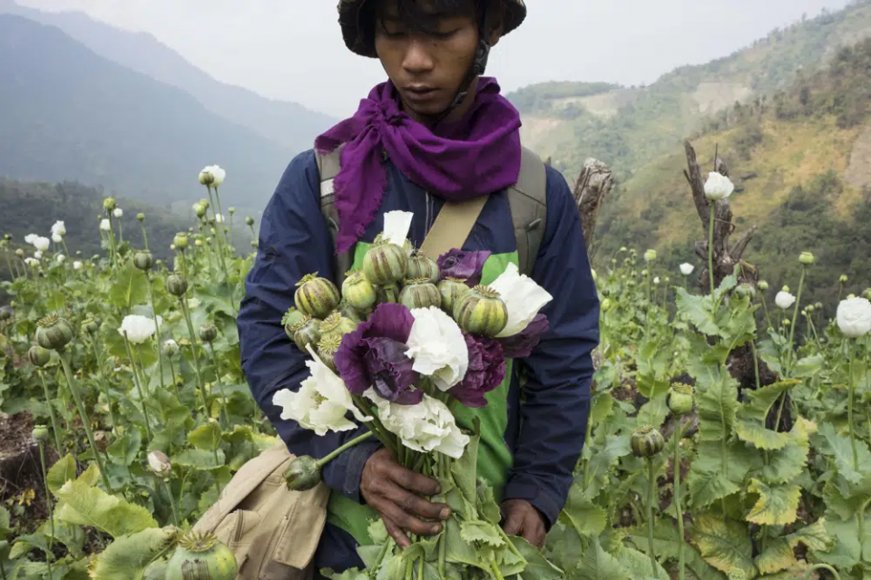 FILE - A member of Pat Jasan, a grassroots organization motivated by their faith to root out the destructive influence of drugs, holds poppies as his group slashes and uproots them from a hillside, in Lung Zar village, northern Kachin State, Myanmar on Feb. 3, 2016.  AP/RSS Photo