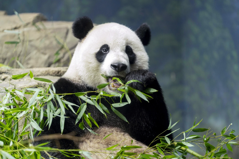 Giant panda Xiao Qi Ji eats bamboo in his enclosure at the Smithsonian's National Zoo in Washington, Thursday, Sept. 28, 2023. AP/RSS Photo
