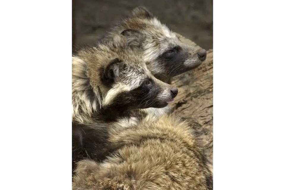 FILE - Raccoon dogs are seen at a cage in Tokyo's Ueno zoo Saturday, May 24, 2003. AP/RSS Photo