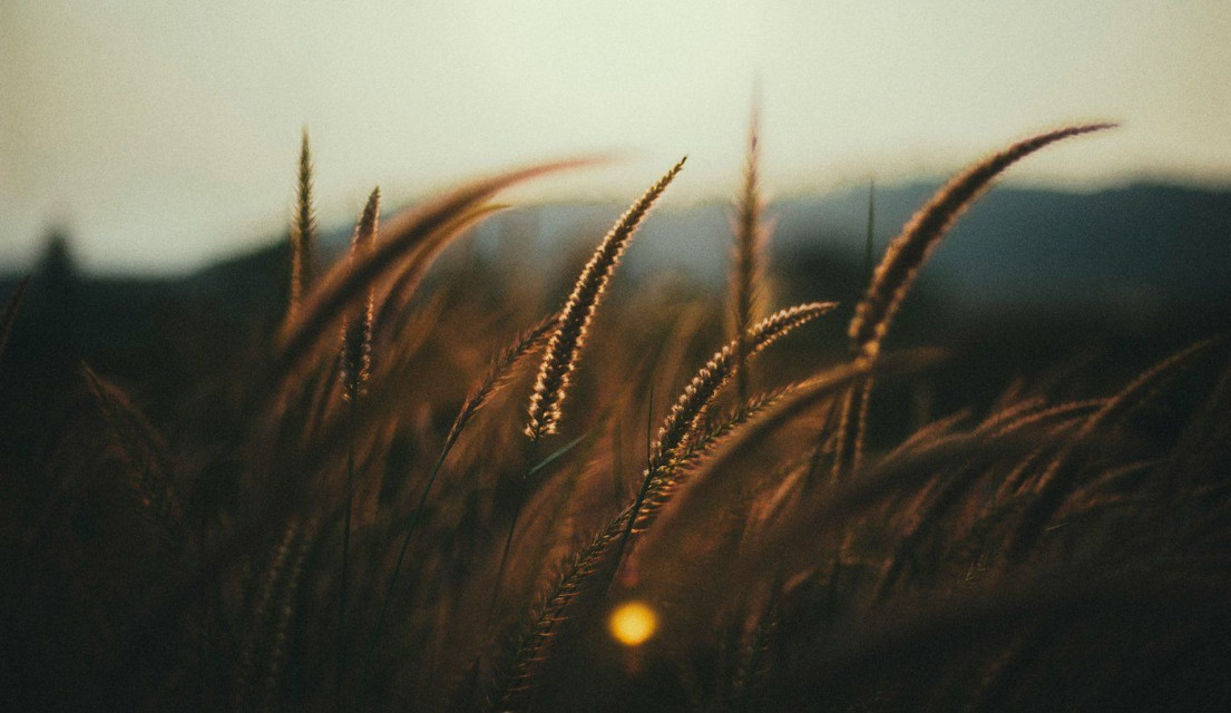 Scientists have estimated that for every 1 degree Celsius increase in temperature wheat production reduces by 4-5 million tonnes. Cezalla Ali via Unsplash