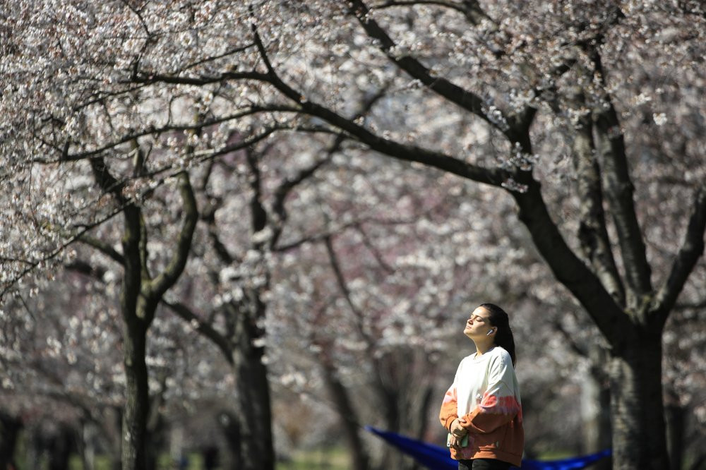 In this March 26, 2020, photo, a person takes in the afternoon sun amongst the cherry blossoms along Kelly Drive in Philadelphia.