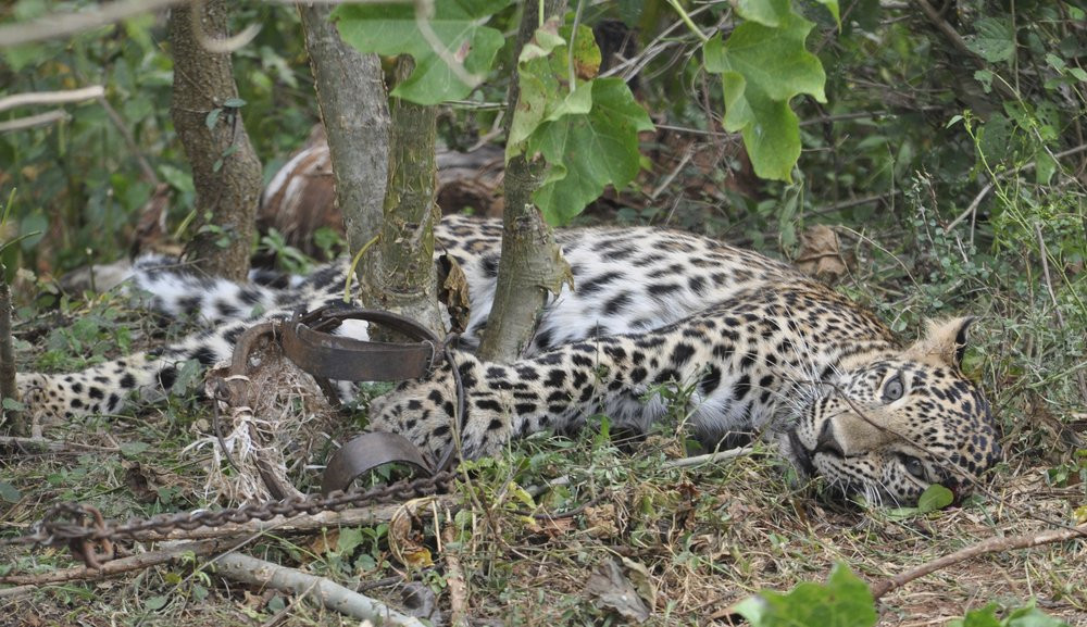 This November 2014 photo provided by the Wildlife Trust of India shows a leopard caught in a trap in a forest in Karnataka, India.
