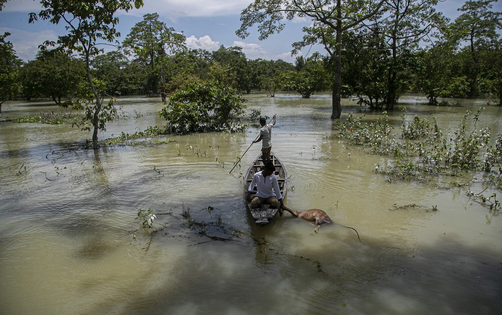 An Indian forest guard on a boat takes away the carcass of a wild buffalo calf through flood water at the Pobitora wildlife sanctuary in Pobitora, Morigaon district, Assam, India, Thursday, J