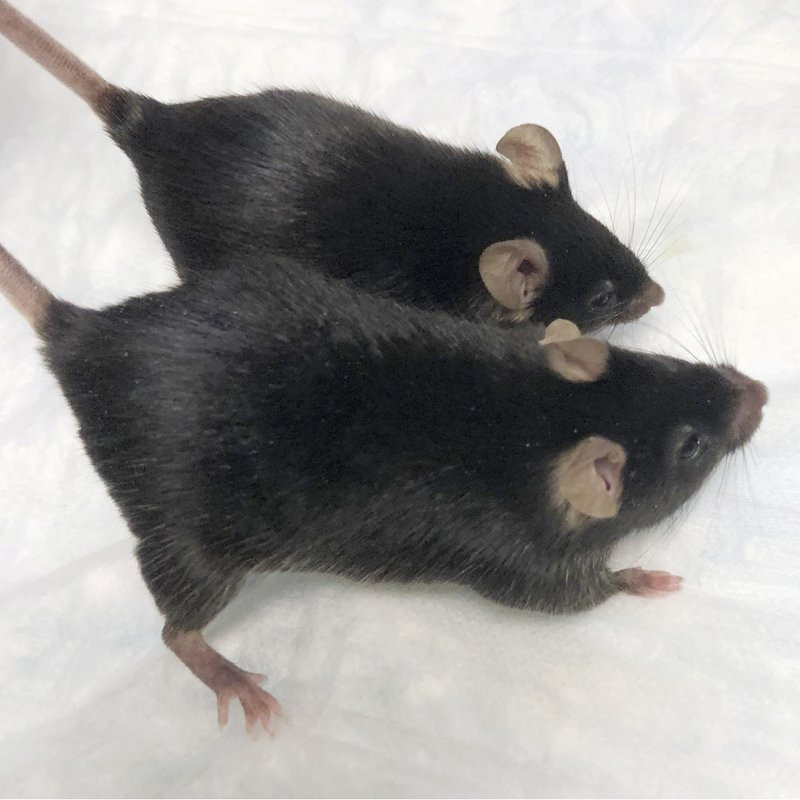 This August 2020 photo provided by Dr. Se-Jin Lee shows a normal mouse and a “twice-muscled” mouse developed at The Jackson Laboratory in Bar Harbor, Maine.