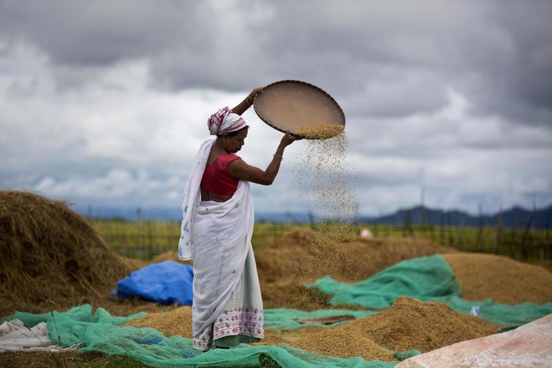 In this June 13, 2018 file photo, an Indian woman separates grain from the husk in a paddy field in Mayong village on the outskirts of Gauhati, India.
