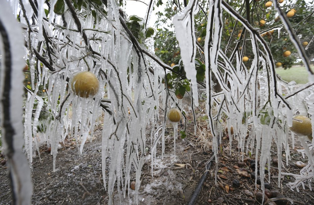 In this Feb. 15, 2021, file photo, icicles form on a citrus tree from a sprinkler system used to protect the trees from the freezing temperatures in Edinburg, Texas.